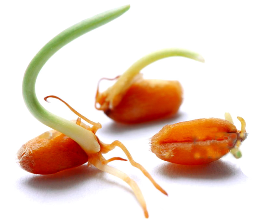 ankurit gehun ke fayde